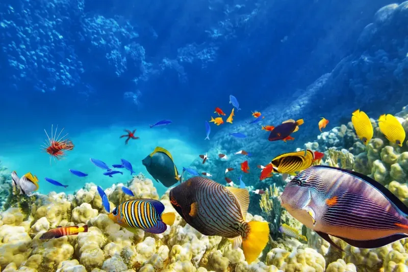 Buceo en Sharm El Sheikh