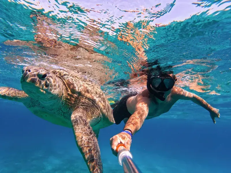 Nado con esnórquel y tortugas marinas verdes, Marsa Alam, Egipto. 