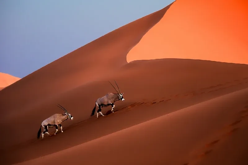 7-Day Namibia Tour: Fly-in Desert & Wildlife