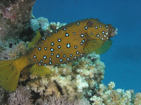 Yellow Fish, Red Sea Yellow Fish, Red Sea
