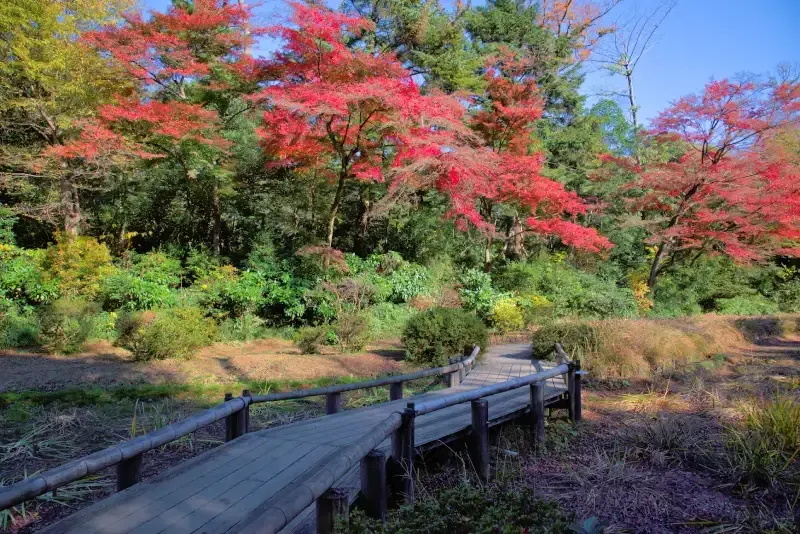 ponte-de-madeira-no-jardim-meiji-jingu-gyoen-em-toquio-com-folhagem-vermelha