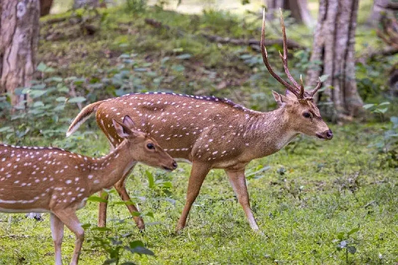 Pair of axis deer in the Wilpattu National Park
