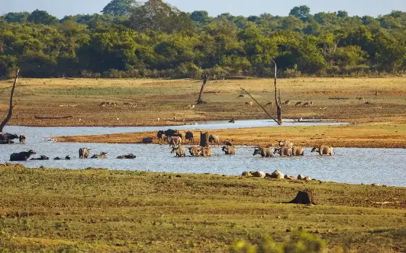 Parco Nazionale di Udawalawe