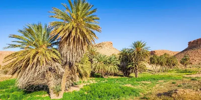 Oasis de Montaña en Túnez