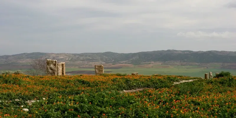 Túnez, Dougga: campo de flores con antiguas piedras al fondo