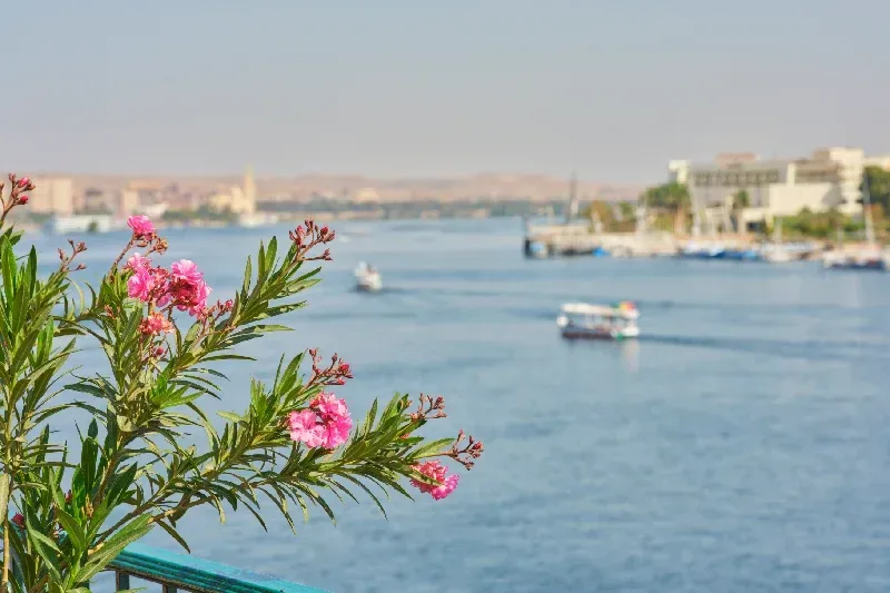 Rosa Oleanderblüten auf Balkon mit Blick auf den ruhigen Nil und kleine Boote in Ägypten