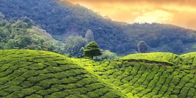 Plantación de té en Sri Lanka.