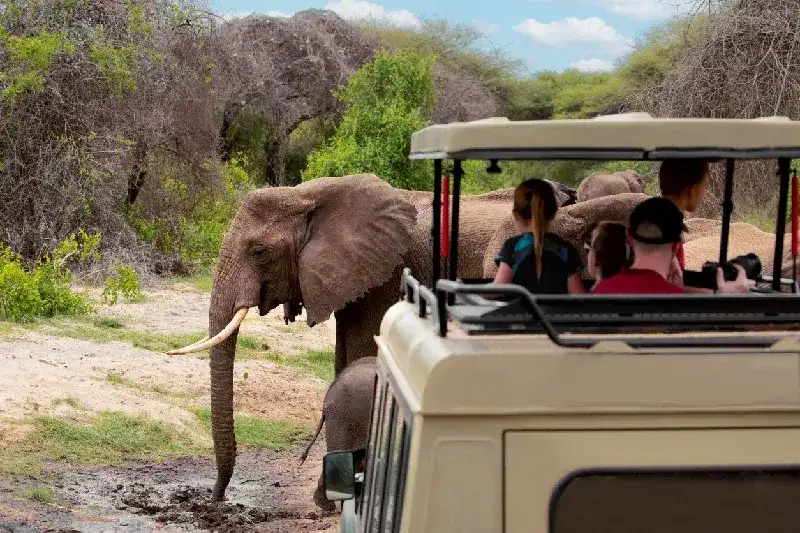 Tourists photographing a baby elephant and his mother in Tarangire National Park