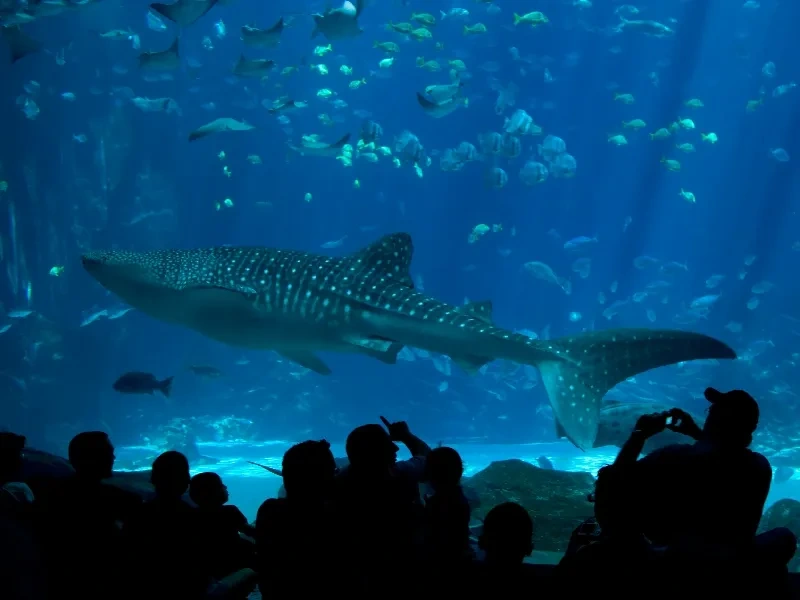 Okinawa Acuario Churaumi: Experiencia Imperdible Japón