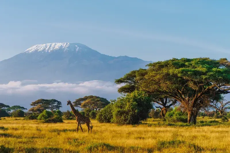 A Maasai giraffe with Mount Kilimanjaro in Amboseli National Park.