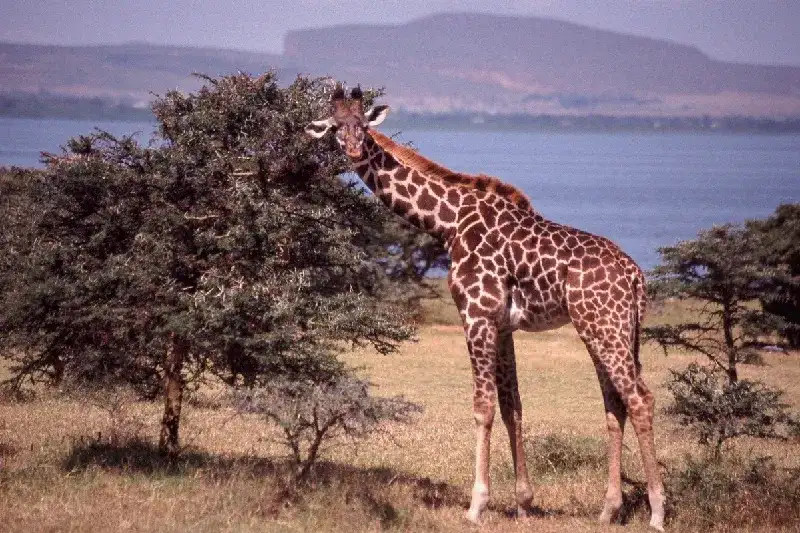 Girraffe by Lake