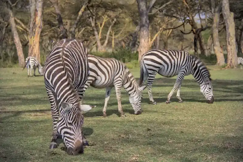 Zebras eating grass on Naivasha lake