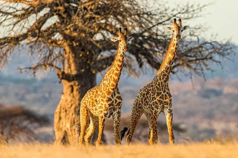 Giraffes in Ruaha National Park