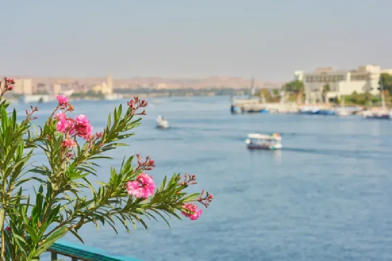 Pinke Oleanderblüten mit Blick auf den Nil und Nilkreuzfahrtschiffe in Ägypten