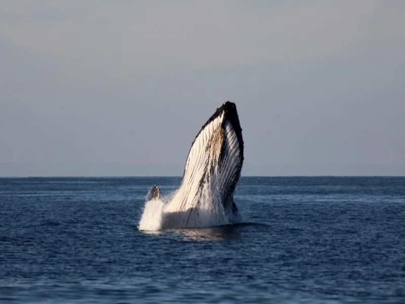 Hidden Paradise: Your Ultimate Guide to Isole Al Hillaniyat Islands in Oman