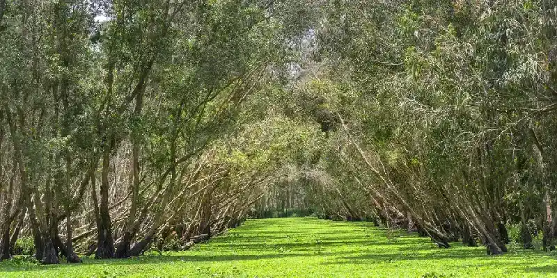 Bosque de melaleucas en una mañana soleada.