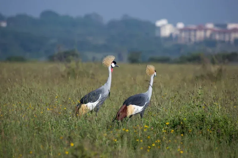 Grey Crowned Cranes foraging in the grass at Nairobi National Park