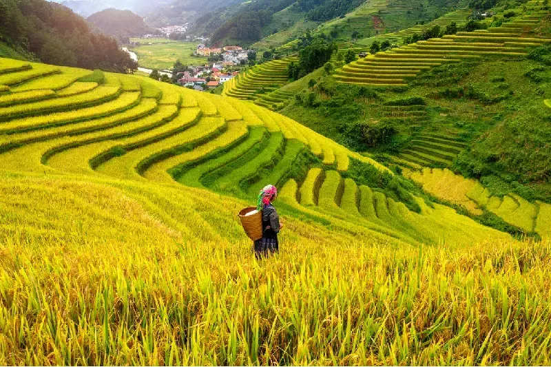  Rice Terraces of Sapa