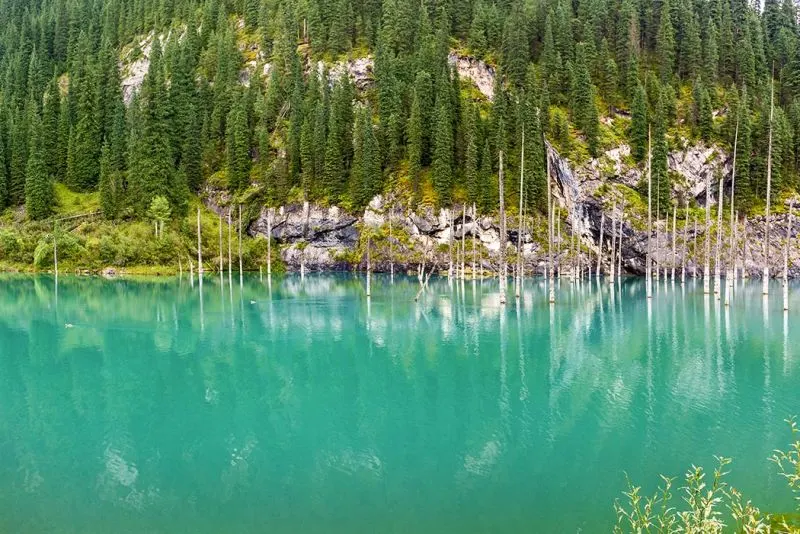 foreste più grandi del mondo