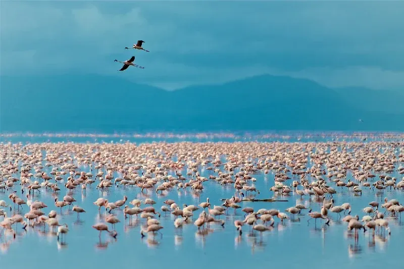 Falamingos in Lake Manyara