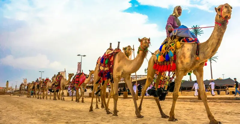 Tour to Camel Market of Birqash