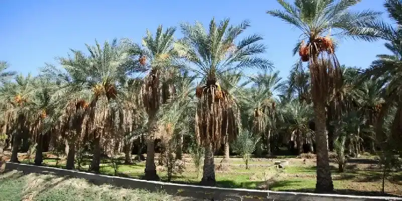 Palmeras datileras en el oasis más grande de Tozeur, Túnez.