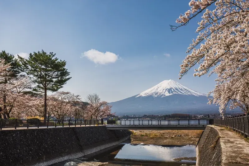 monte-fuji-nevado-ao-fundo-com-cerejeiras-em-flor-e-ponte-em-primeiro-plano