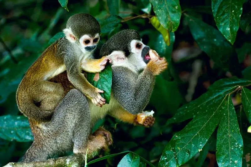Amazon River Cruise: Amazon Jungle Cruise From Manaus