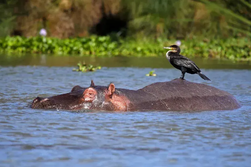 Hippopotamus showing over the waters of Lake Naivasha