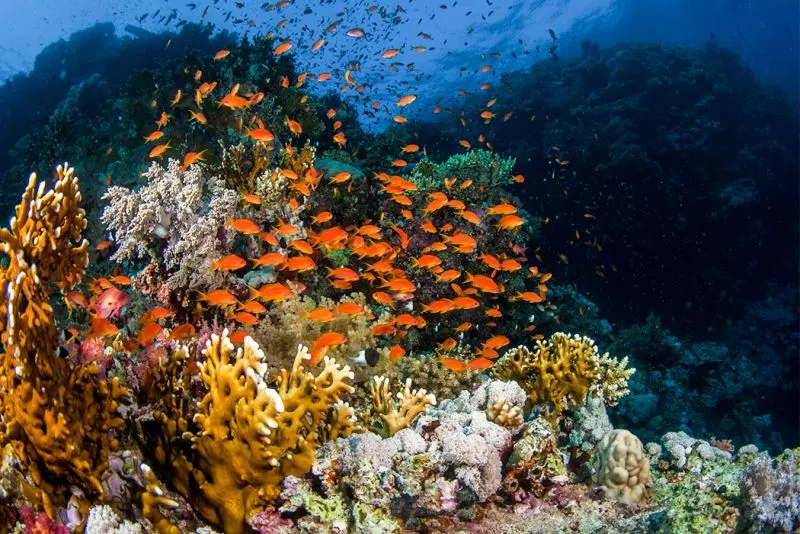 Meilleurs spots de plongée au monde