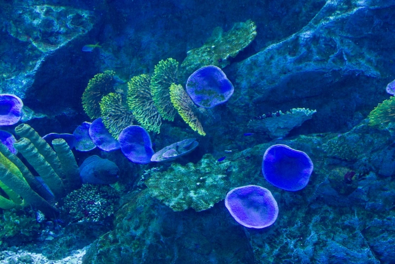 mergulho com tubarões