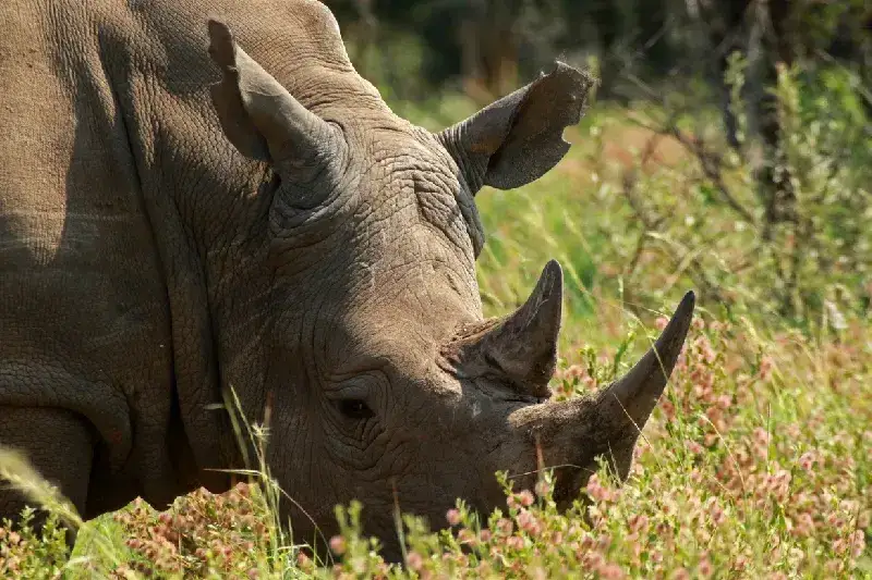 White Rhinoceros in Pilanesberg National Park