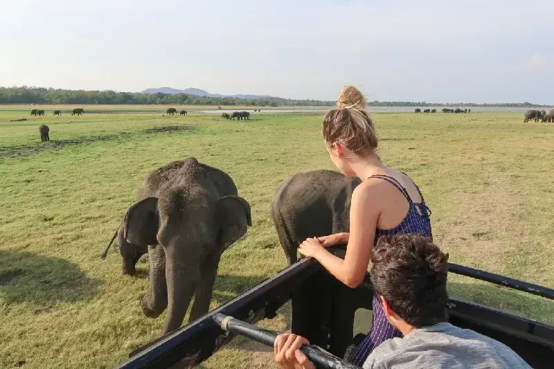 Safari at Minneriya National Park 