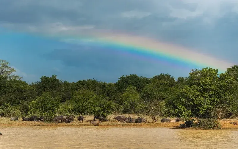 Parco Nazionale di Udawalawe