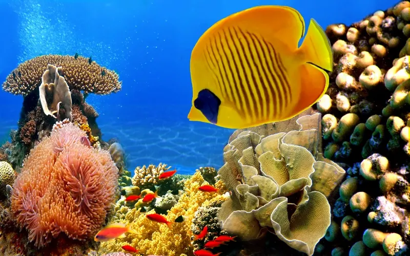 Sharm El Sheikh Shore Excursions