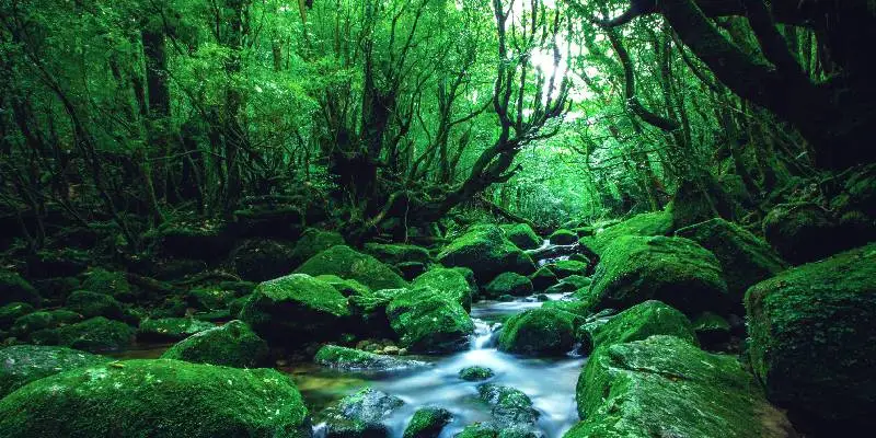 Uno scenario suggestivo di un fiume nel cuore di una foresta a Yakushima