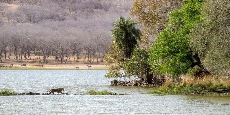 Tigre cruzando el paso elevado hacia una isla en la zona del lago del Parque Nacional de Ranthambore.