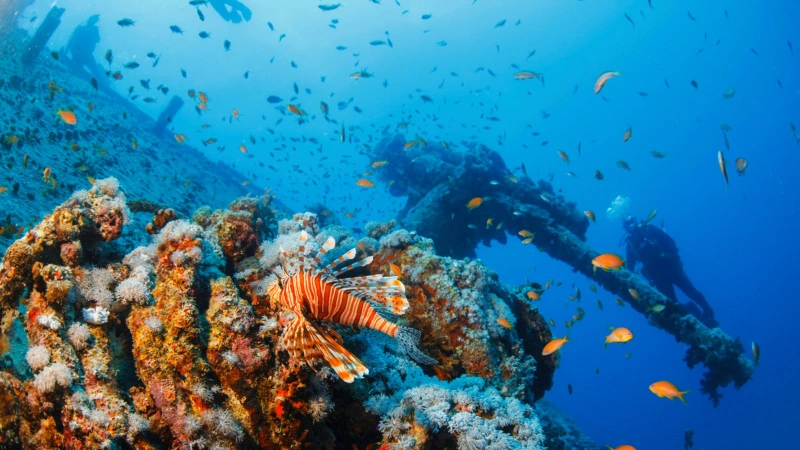 Ras Mohammed Park Egypt