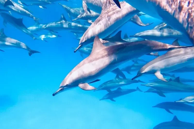 Delfini a Shaab Samadai
