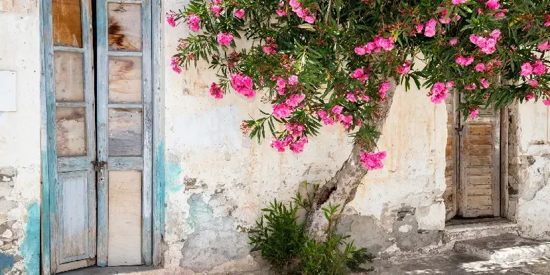 Los típicos callejones encalados de las Cícladas, con coloridas flores, en Parikia, isla de Paros, Cícladas, Grecia, durante el verano.
