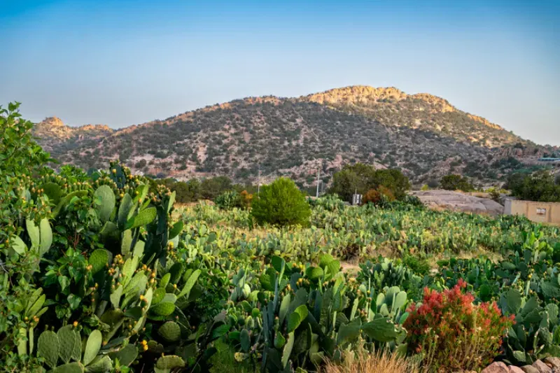 Taif Saudi Arabia | Things To Do In Taif | Taif Travel Guide