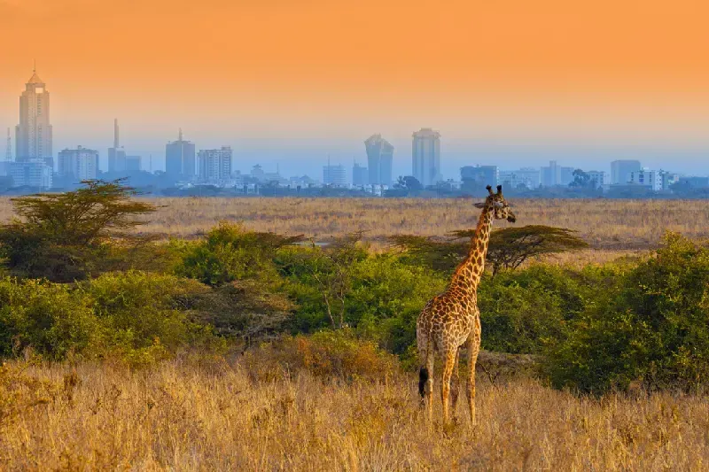 Giraffe in Nairobi National Park