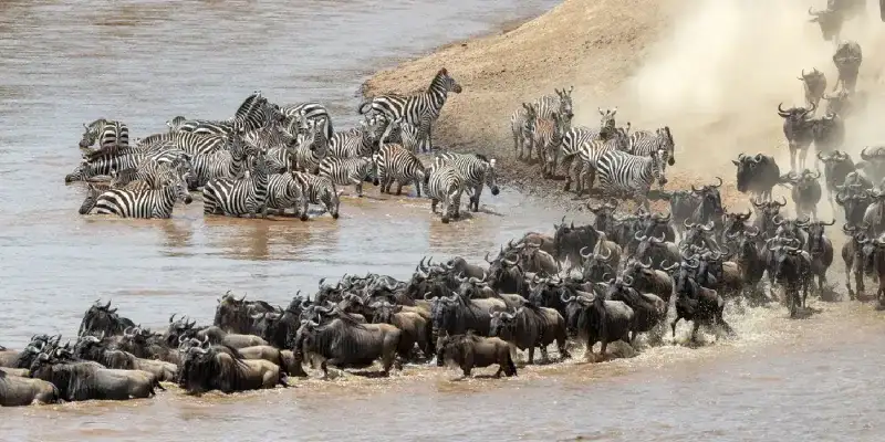 Great Migration of wildebeest in Kenya