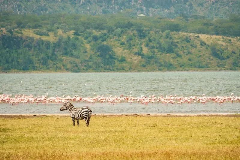 Lake Naivasha 