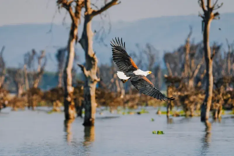 African Fish-Eagle flying over Lake Naivasha⁩