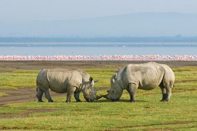 Two rhinos in Lake Nakuru National Park