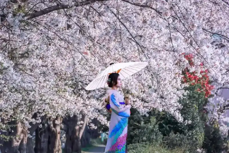 Mujer con kimono sosteniendo un paraguas y contemplando los cerezos en flor en el jardín.