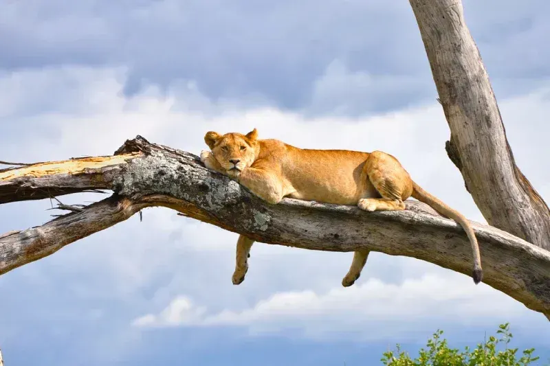 Climbing Lions in Lake Manyara