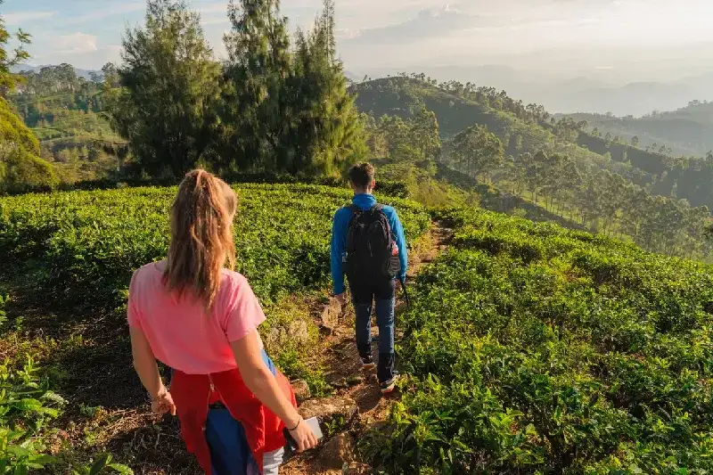 Man and woman hiking through tea plantation in Ella