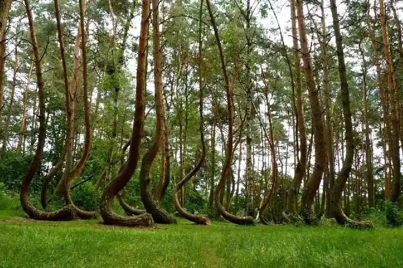 Krummwald (Krzywy Las) in Westpommern, Polen
